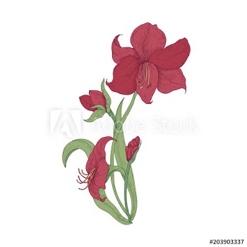 Elegant blooming red Amaryllis flowers, buds and leaves hand drawn on white background