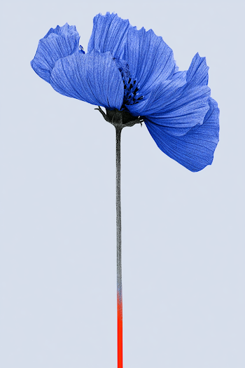 Elegant Blue Cosmos Flower on Minimal Background