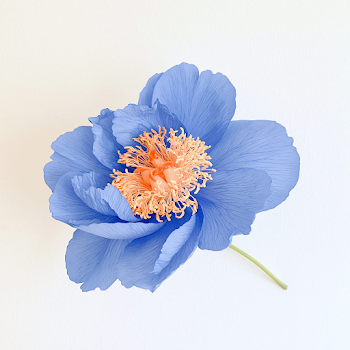 Elegant Blue Peony Flower on White Background
