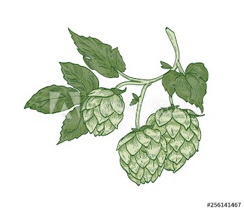 Elegant botanical drawing of hop sprig