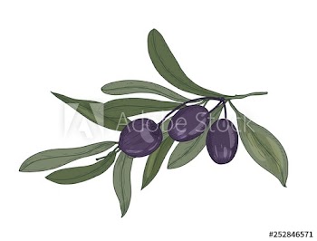Elegant botanical drawing of olive or Olea Europaea tree branch with leaves and black fruits or drupes isolated on white background