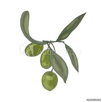 Elegant botanical drawing of olive tree branch with leaves and fresh raw green fruits or drupes isolated on white background