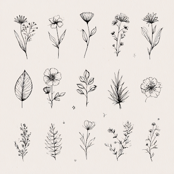 Elegant Botanical Line Art Collection