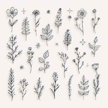 Elegant Botanical Line Art Collection