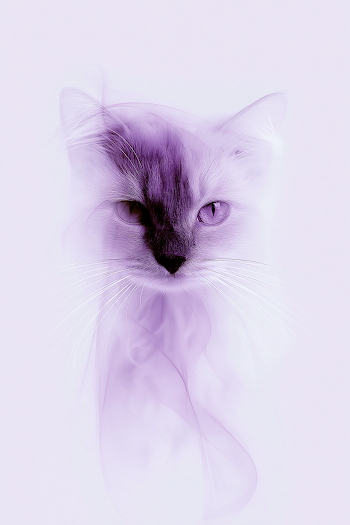 Elegant Cat Portrait