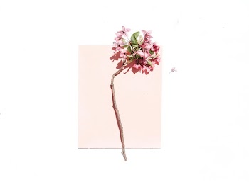 Elegant Cherry Blossom Branch on Minimalist Background