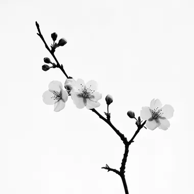 Elegant Cherry Blossom Silhouette in Monochrome