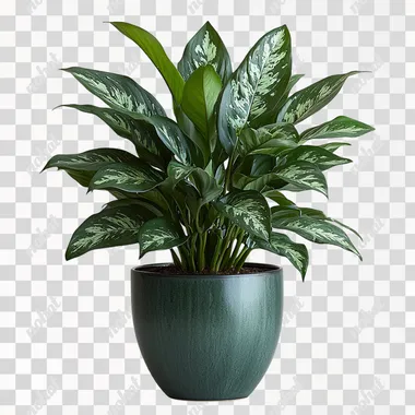 Elegant Chinese Evergreen: A Touch of Greenery