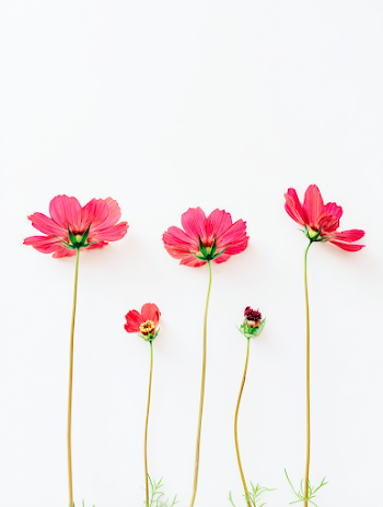 Elegant Coral Cosmos Flowers in a Row