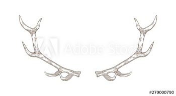 Elegant deer or reindeer antlers hand drawn with contour lines on white background