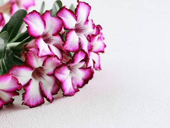 Elegant Desert Rose Blossoms in Bloom