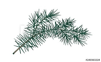 Elegant detailed botanical drawing of fir branch with needle-like foliage