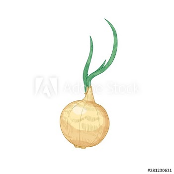 Elegant detailed drawing of onion bulb