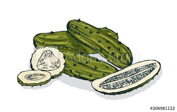 Elegant detailed drawing of whole and cut pickles or pickled cucumbers