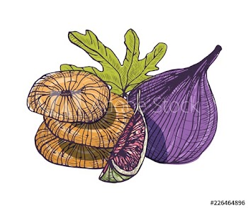 Elegant detailed natural drawing of delicious fig isolated on white background