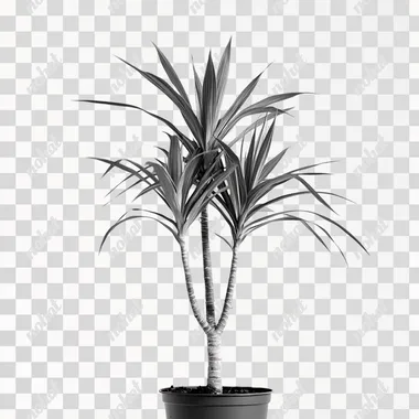 Elegant Dracaena Marginata: A Monochrome Showcase