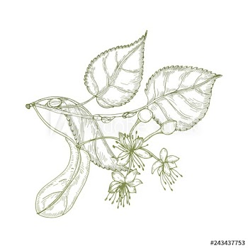 Elegant drawing of linden leaves, beautiful blooming flowers or inflorescence and buds