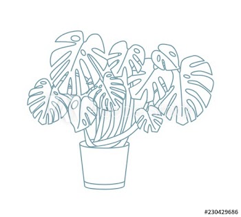 Elegant drawing of monstera growing in pot
