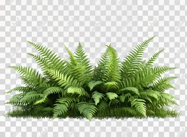 Elegant Fern Plant PNG for Creative Designs