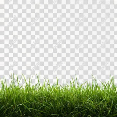 Elegant Grass Texture on Clean White Canvas