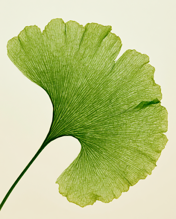 Elegant Green Ginkgo Leaf Backlit