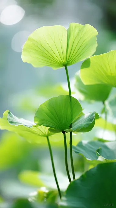 Elegant Green Lotus Leaves in Early Summer Elegant Green Lotus Leaves in Early Summer