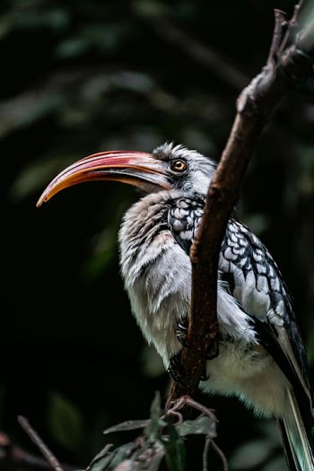 Elegant Hornbill Perched on Branch
