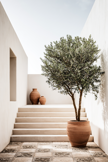 Elegant House Entrance with Olive Tree and Terracotta Pots