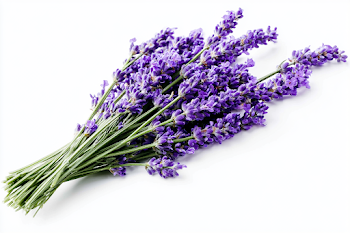 Elegant Lavender Bouquet in High-Key Macro