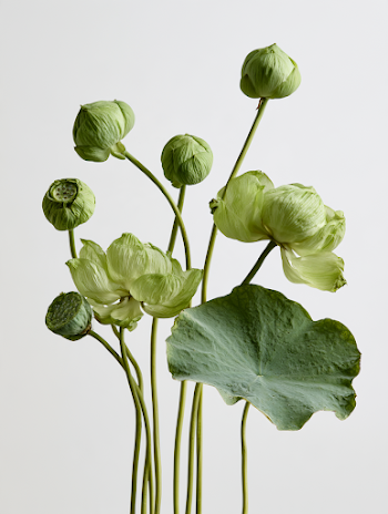 Elegant Lotus Plant Specimens in Studio