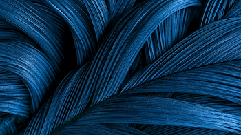 Elegant Macro Close-Up of Deep Blue Feathers