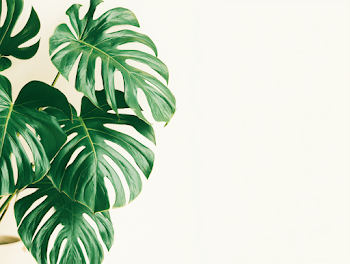 Elegant Monstera Deliciosa Leaves in Serenity