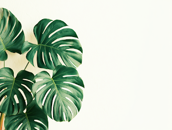 Elegant Monstera Deliciosa Leaves on a Warm Wall