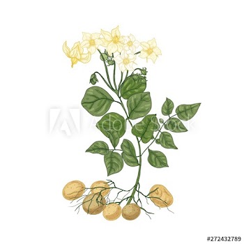 Elegant natural drawing of potato plant with flowers, roots and tubers