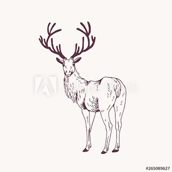 Elegant outline drawing of male deer or stag looking back