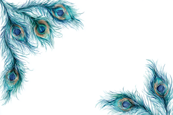 Elegant Peacock Feather Border Design