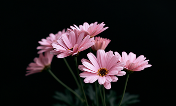 Elegant Pink Daisies Against Dark Background