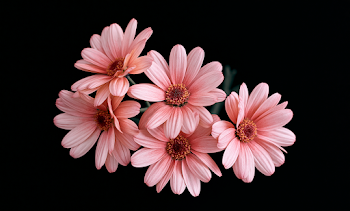 Elegant Pink Daisies on Dark Background