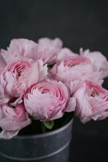 Elegant Pink Garden Roses in a Pot · Free Stock Photo