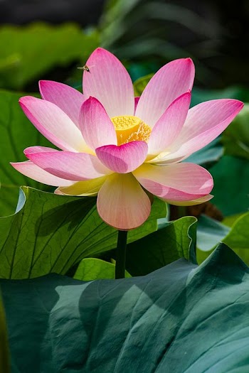 Elegant Pink Lotus Blossom in Full Bloom