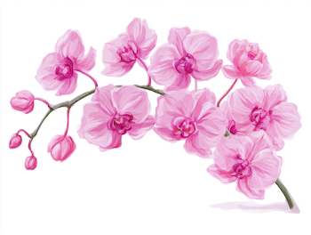 Elegant Pink Phalaenopsis Orchid Branch
