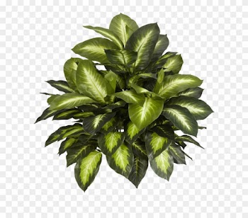 Elegant Plants Top View Psd With Plants Top View Psd - Nearly Natural Silk Plants