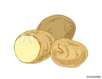 Elegant realistic drawing of potato tubers