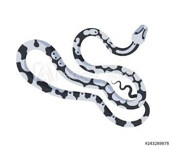 Elegant snake isolated on white background