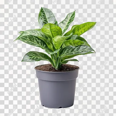 Elegant Snake Plant in Gray Pot Against White Background