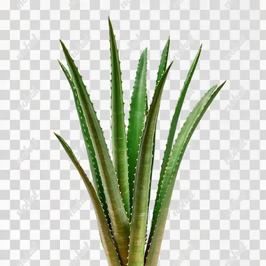 Elegant Tall Aloe Plants in a Minimalist Style