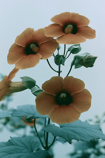 Elegant Thunbergia Hybrid Flowers in Macro