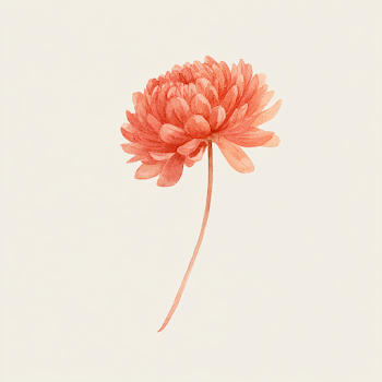 Elegant Watercolor Chrysanthemum Bloom