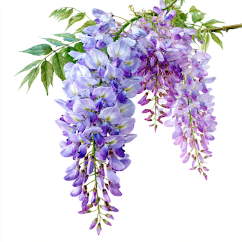 Elegant Watercolor Wisteria Vine with Cascading Blooms