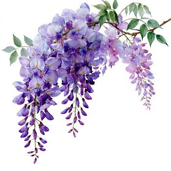 Elegant Watercolor Wisteria Vine with Cascading Blossoms